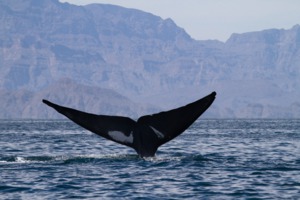 Blue whale, Sea of Cortez