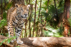 Jaguar in Belize