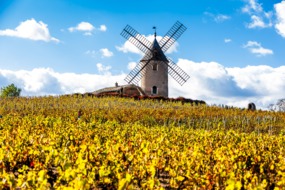 Windmill and vineyard in Beaujolais, France