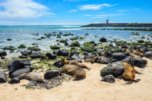 Fur seals on Punta Carola beach, San Cristobal, Galapagos