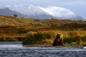 Kodiak brown bear, Alaska