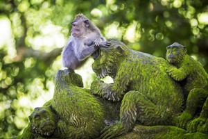 Monkey in Ubud, Bali