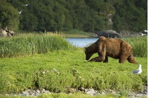 Grizzly bear in Geographic Harbor, Alaska