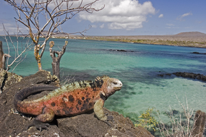Iguana on Floreana island, Galapagos