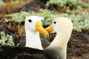 Yellow headed waved albatross on Española island, Galapagos