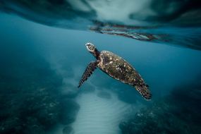 Sea turtle, Galapagos