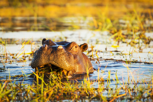 Chobe river cruises - Hippo