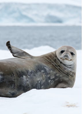 Antarctica cruises - Seal on the ice