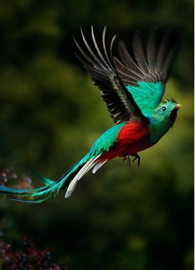 Costa Rica cruises - Resplendent quetzal