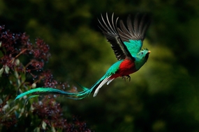 Costa Rica cruises - Resplendent quetzal