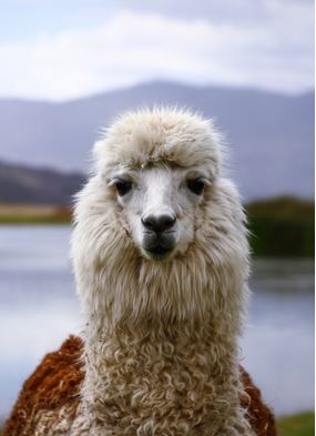 A llama in Peru - one of many reasons why you should book a South America cruise
