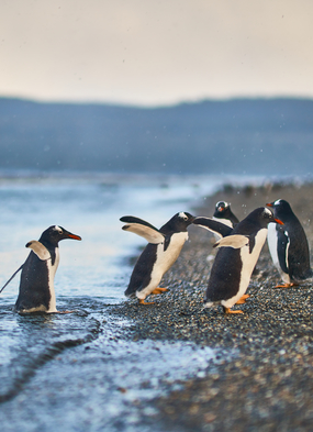 Penguins in the Beagle Channel on a Chilean Fjords & Patagonia cruise