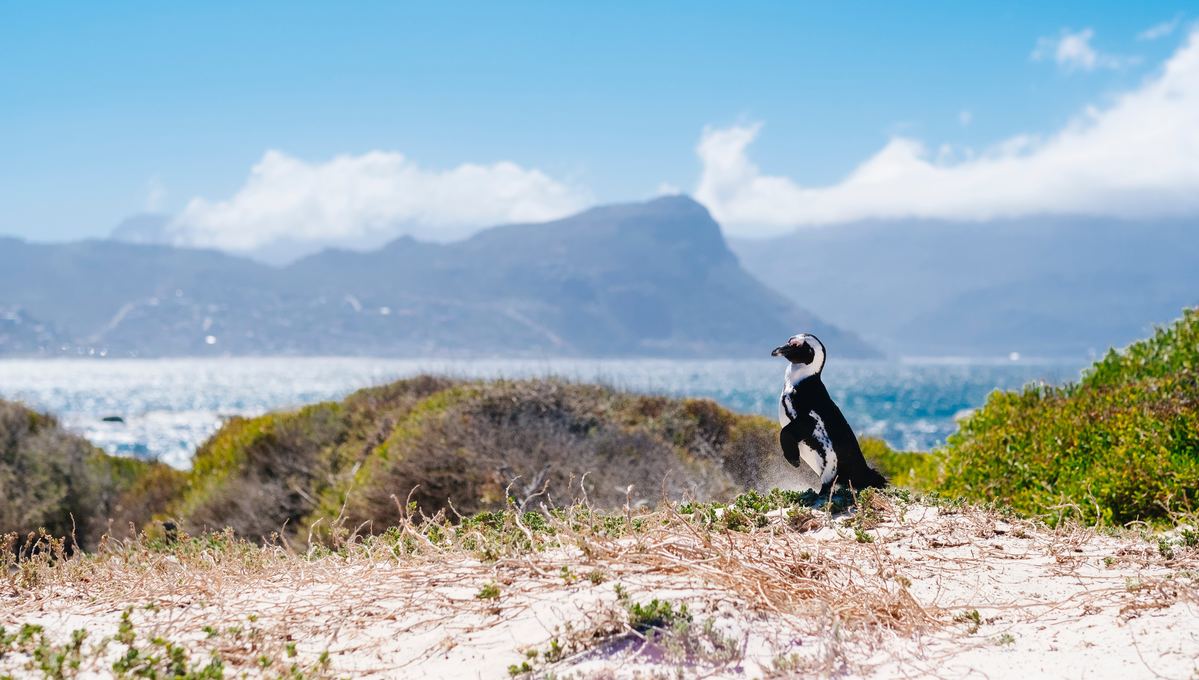 A penguin in Cape Town, one of the highlights of a South Africa cruise