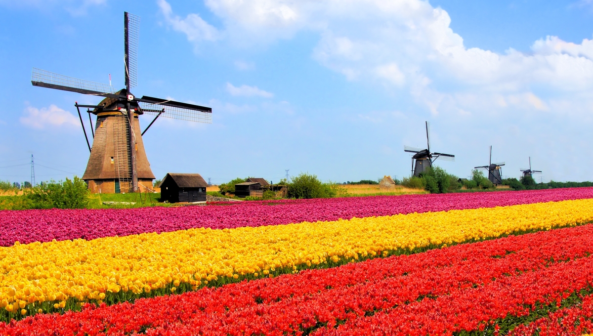 Spring cruises - Tulips in the Netherlands