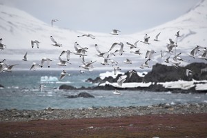 Seabirds in the Arctic