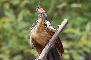 Hoatzin in Pacaya-Samiria National Reserve, Peru