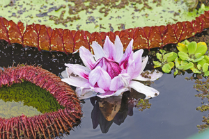 Giant water lilies in the Peruvian Amazon