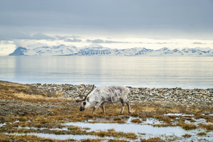 Reindeer in the Svalbard archipelago