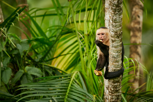 White-headed capuchin monkey in Costa Rica