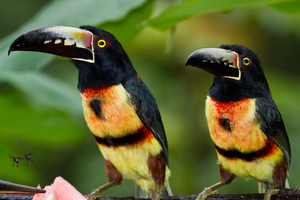 Aracari toucans, Belize