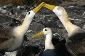 Waved albatross courting on Española island, Galapagos
