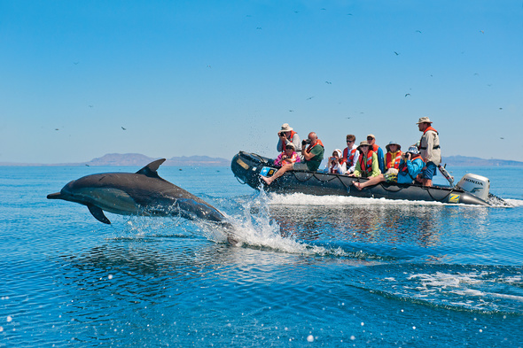 Dolphin and whale watching cruise with Lindblad Expeditions