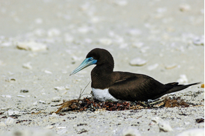 Brown booby in the Lacepede Islands, Australia