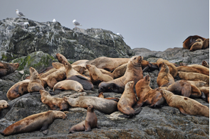 Sea lions on the Inian Islands, Alaska