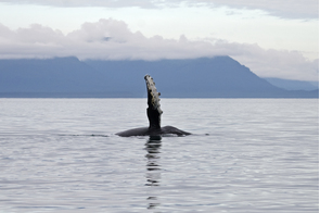 Humpback whale, Point Adolphus, Alaska