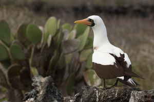 Masked booby, Darwin Bay, Genovesa, Galapagos