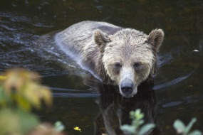 Grizzly bear at Knight Inlet, Canada