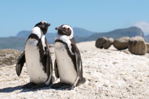 Penguins in Cape Town, South Africa