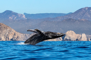 Whale breaching in the Sea of Cortez, Mexico