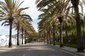 Palm-lined street, Los Angeles