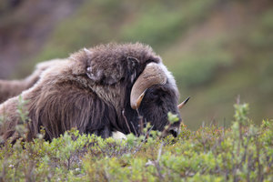 Musk ox in Nome, Alaska
