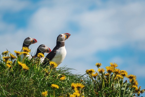 Puffins in Bakkagerdi, one of the highlights of a cruise around Iceland